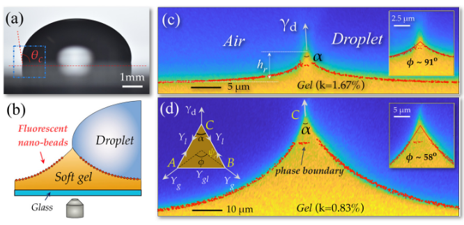 Confocal characterization of wetting ridges and phase separation on soft gels