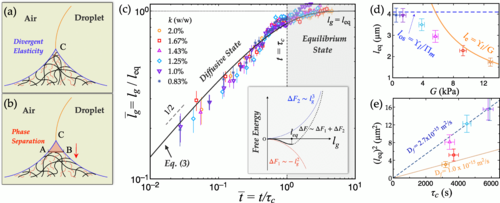 Growth curves and material-property relationships for phase separation on soft solids.